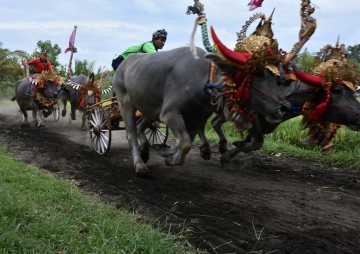 बालीमा भैँसी दौड