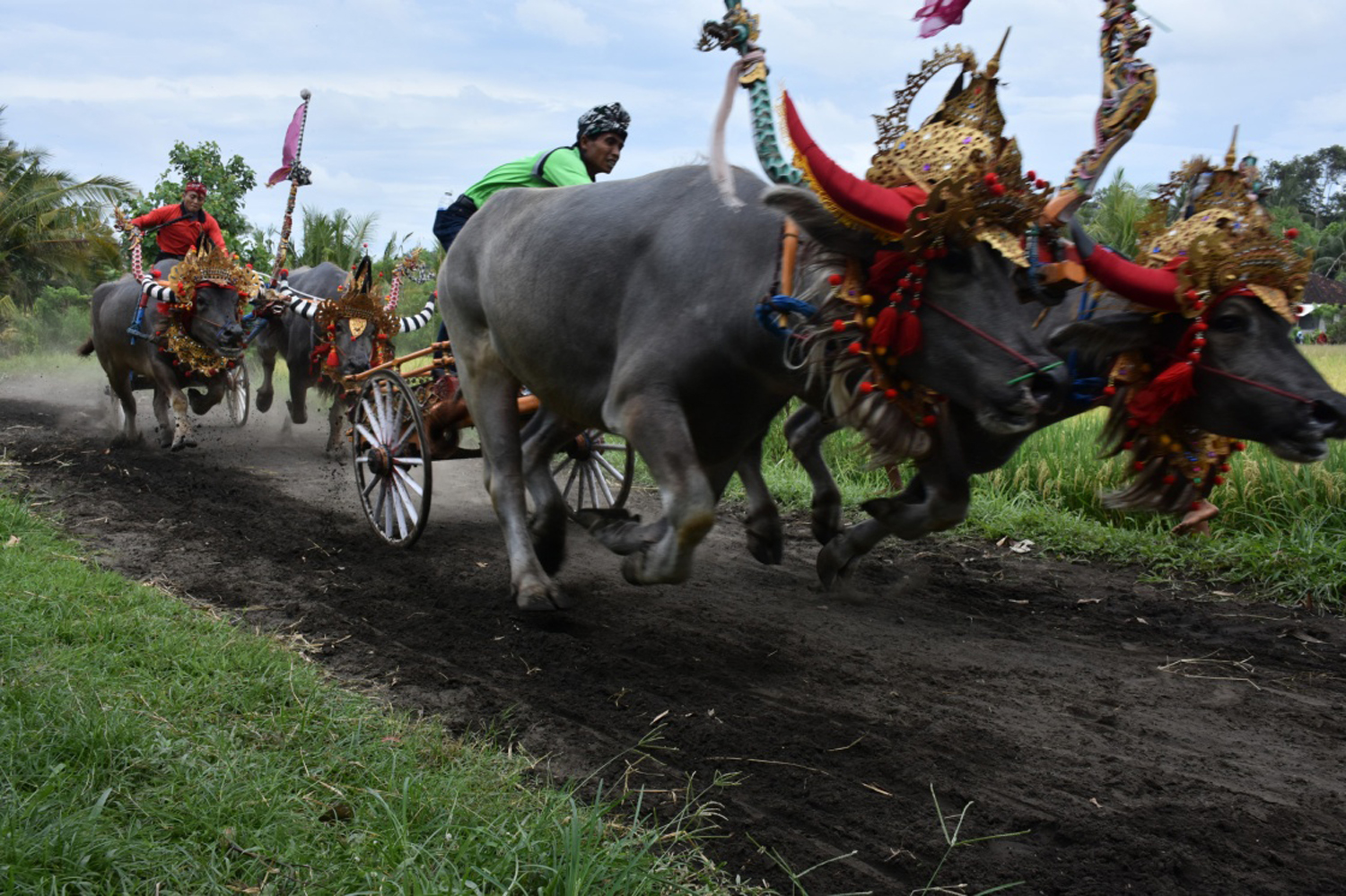बालीमा भैँसी दौड