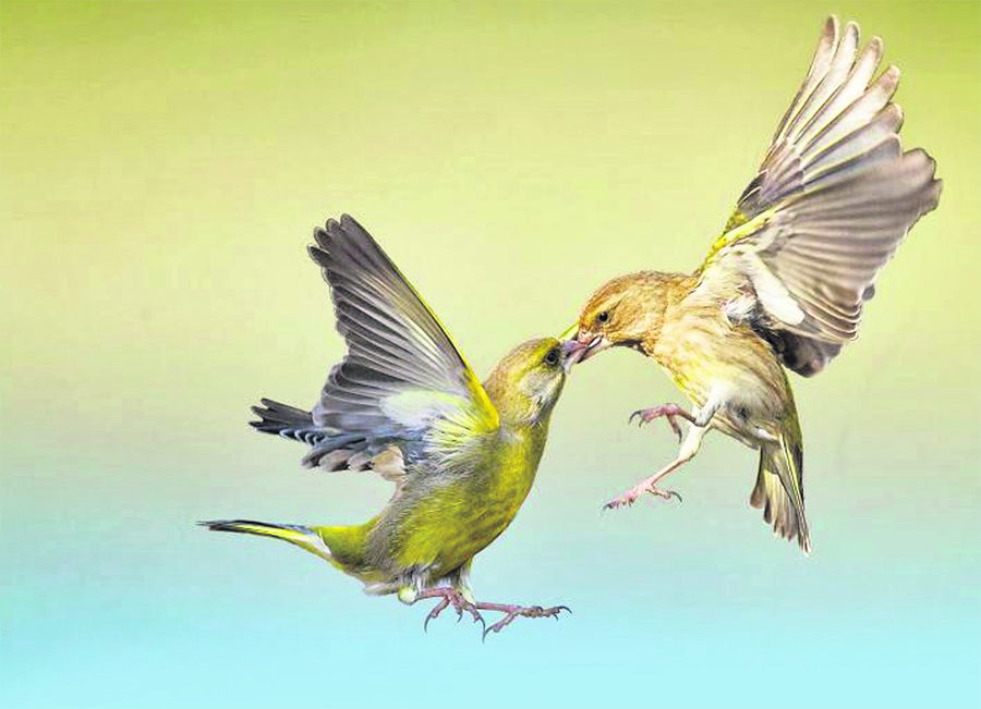 पक्षीको प्रेम : चरी पनि ब्वाईफ्रेन्ड फेर्छन्